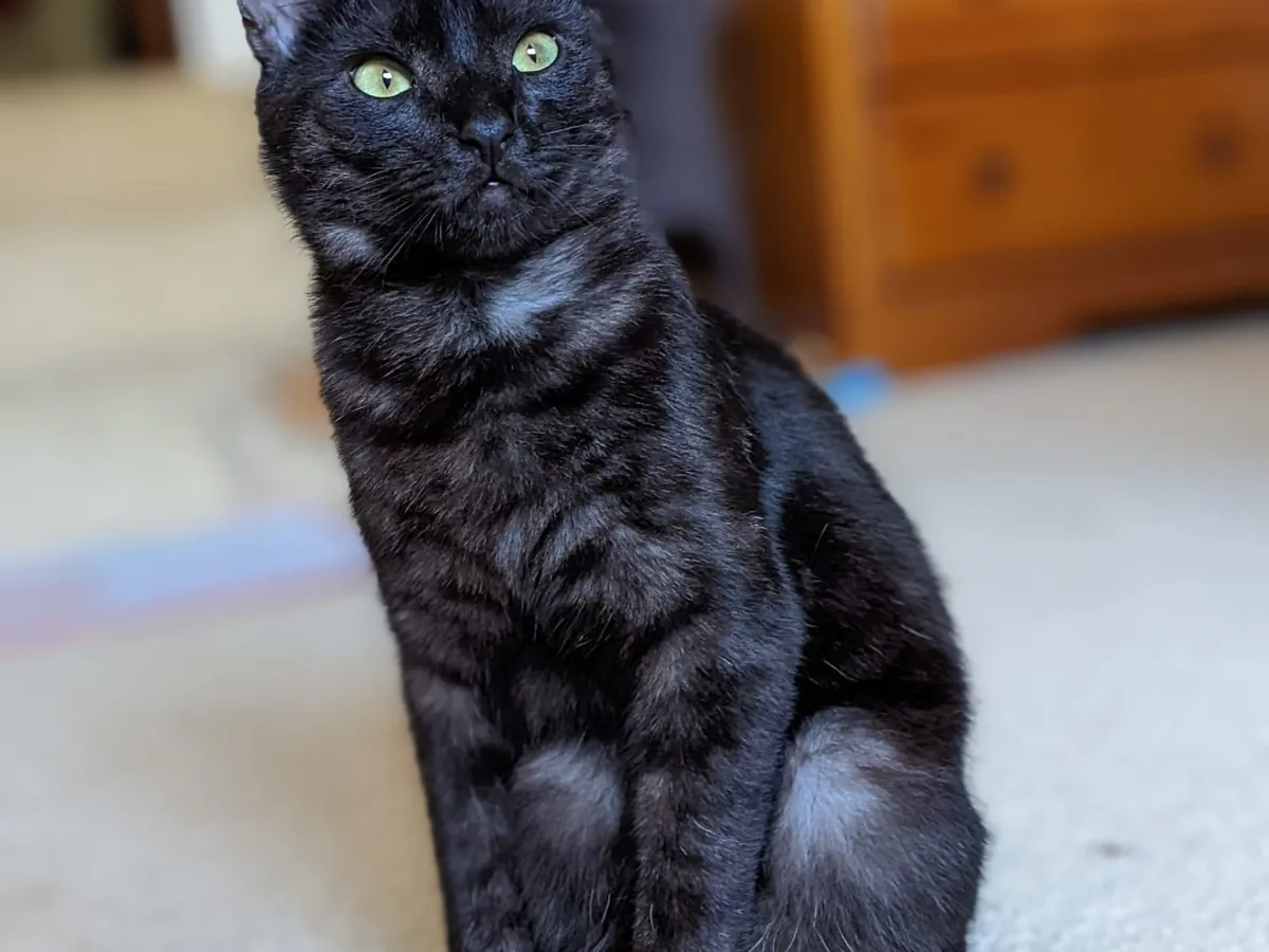 Cute cat at Lions Lick