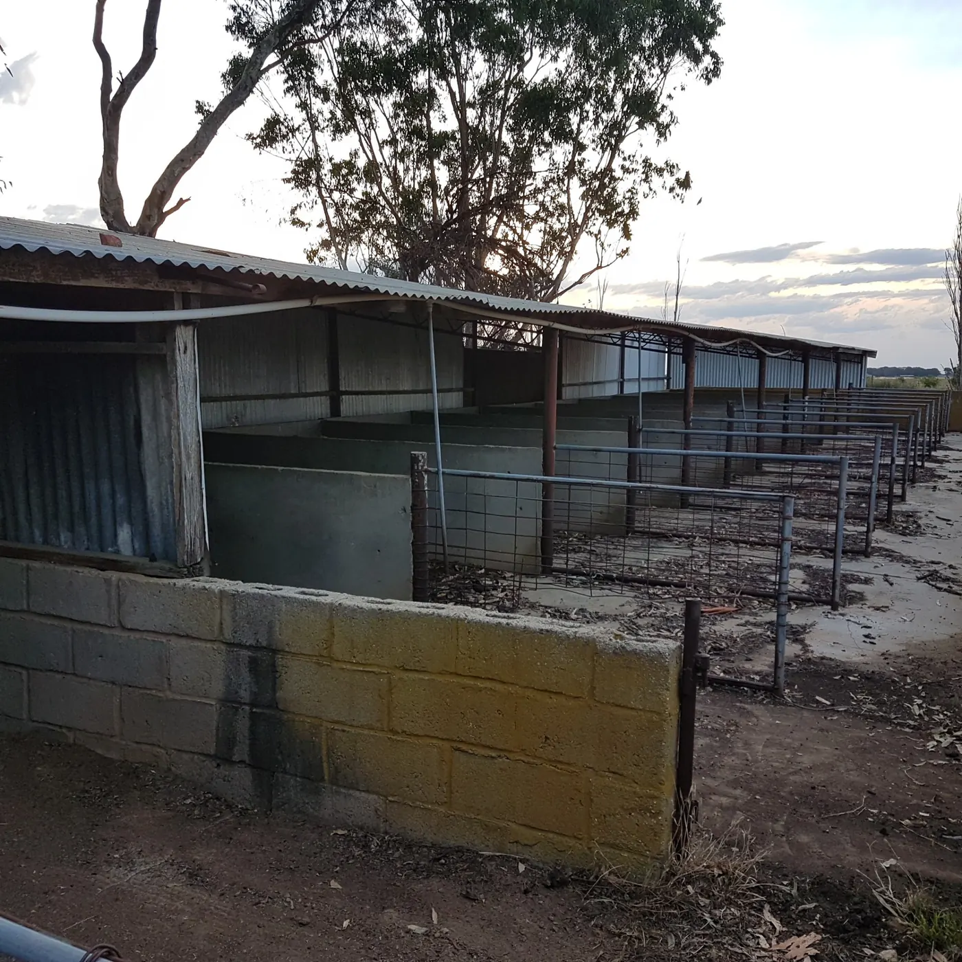 Lions Lick Cat Boarding