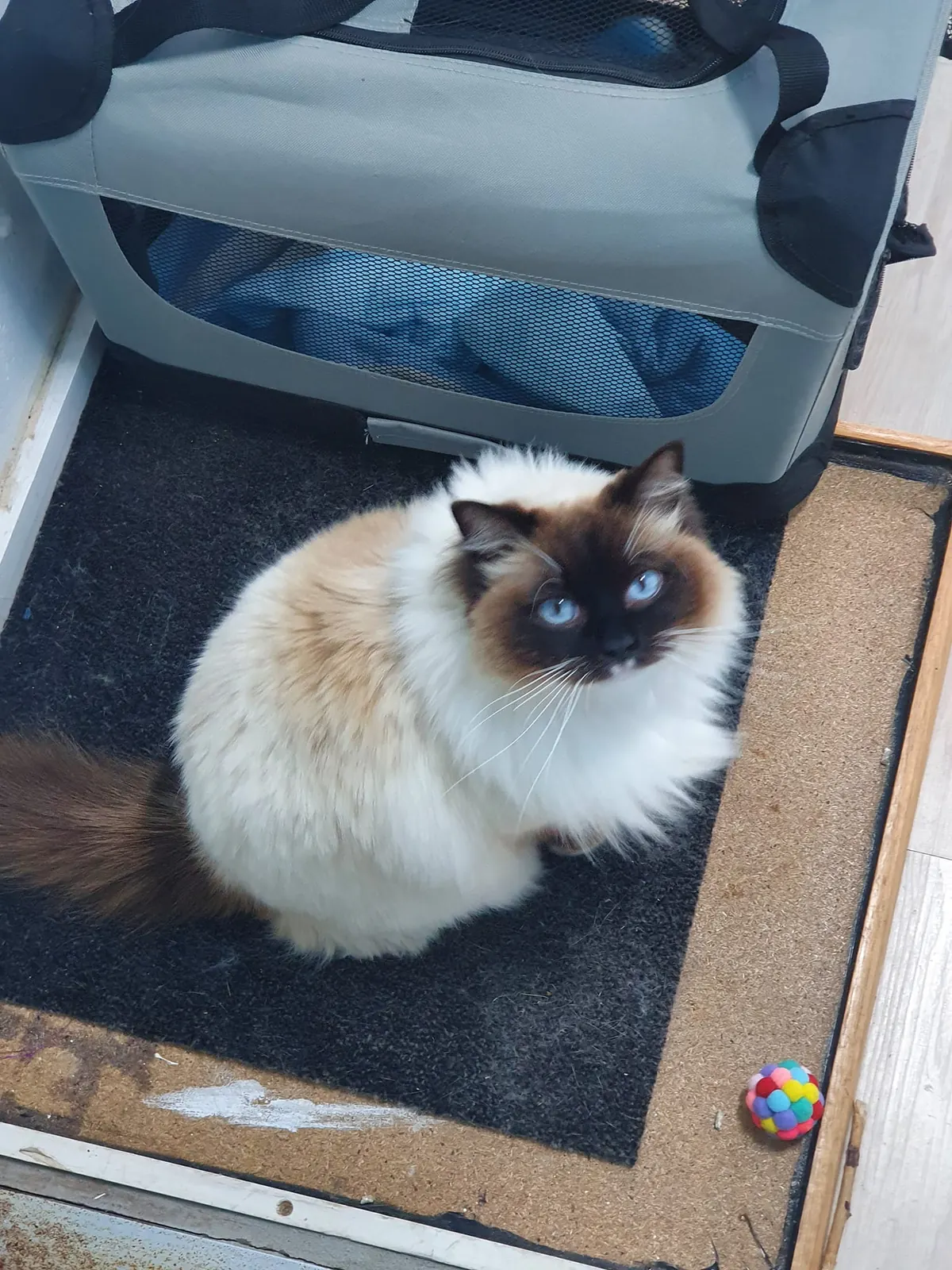 Cat boarding facility